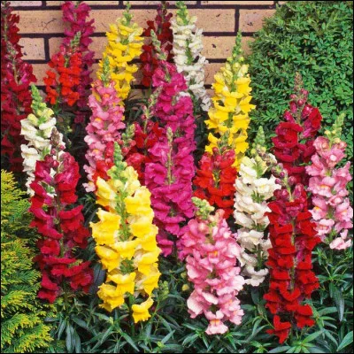 Botanique : quelle plante d'origine méditerranéenne est aussi appelée gueule-de-loup ?