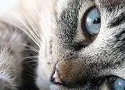Quiz Tout savoir sur les chats