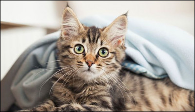 Quelle est la période de gestation pour une chatte ?