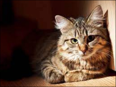 À quelle famille les chats appartiennent-ils ?