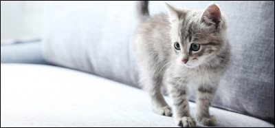 Est-ce que mon chat peut m'oublier ?