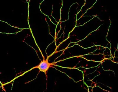 Comment se nomment les terminaisons des neurones ?