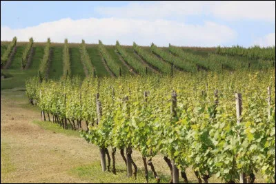 De quel département vient le saint-pourçain ?