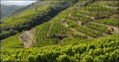 Le condrieu est un vin ...