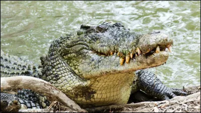 Qu'a avalé le crocodile dans Peter Pan ?