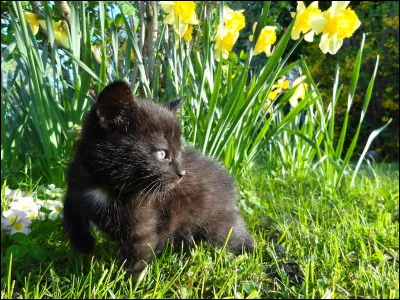 Tu apprends que tu auras des chatons, que dis-tu ?