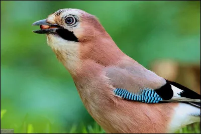 Quel est cet oiseau ?