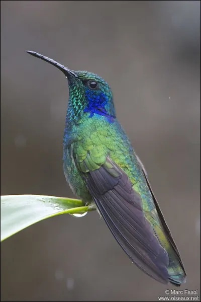 Comment s'appelle-t-il ?