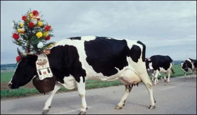Chant traditionnel a cappella des bergers (armaillis) en Suisse :