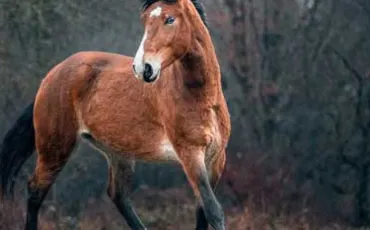 Quiz Animaux