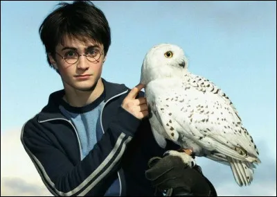 Combien de chouettes ont-ils utilisées pour le rôle d'Hedwige pendant le tournage des 8 films ?