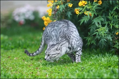 Qui est ce chat pas très sympa, qui rejoint, dans un des tomes, Étoile du Tigre ?