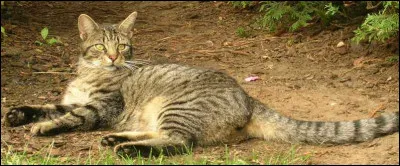 Qui est-ce ? Il a attaqué Nuage de Feu lors de son baptême d'apprenti.