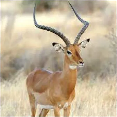 Quel est le nom de ce mammif&egrave;re faisant partie de la famille des antilopes ?