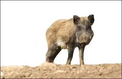 Bruit courant, c'est le...