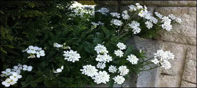 Quel est le nom attribué à ces fleurs ?