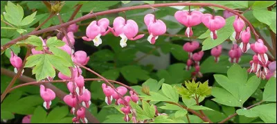 Quelles sont ces fleurs d'une grande élégance dont le nom latin les dit remarquables ?
