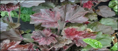 Voici une plante au feuillage pourpré et donnant des hampes fleuries de délicats pétales faisant le désespoir des peintres, selon la légende.