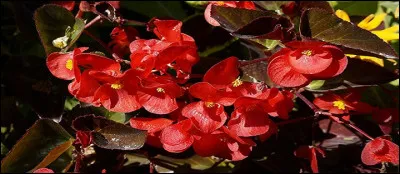 C'est le gouverneur de Saint-Domingue qui a donné son nom à cette plante, des plus décoratives, au XVIIe siècle.