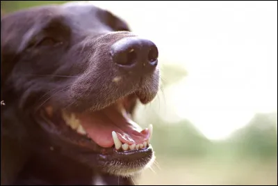 Quel est le nom scientifique du chien ?