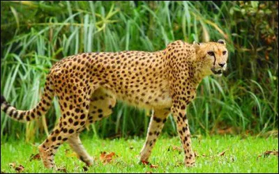 Quel est cet animal ?