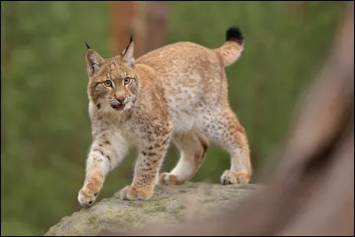 Quel est cet animal ?