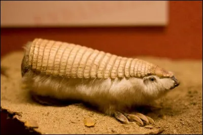 Quel est cet animal ?