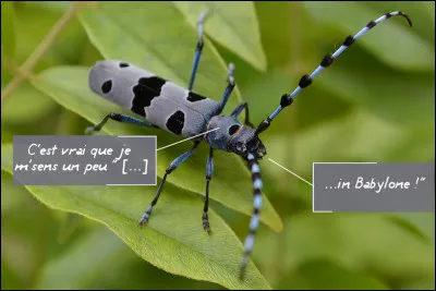 Pas de blason pour ce village, mais un très bel insecte en voie de disparition...