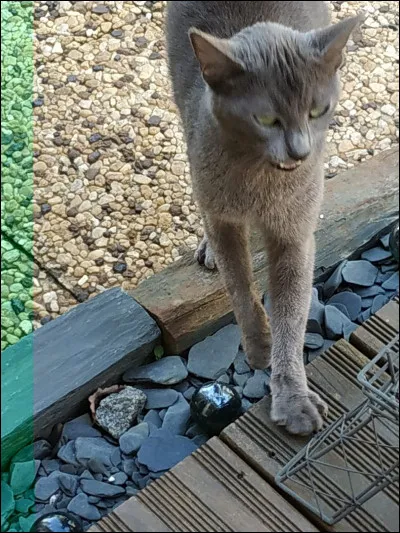 Pourquoi Feuille de Houx s'est-elle cachée dans un tunnel pendant douze lunes ?
