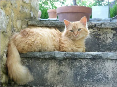 Qui est Noix de Muscade ?