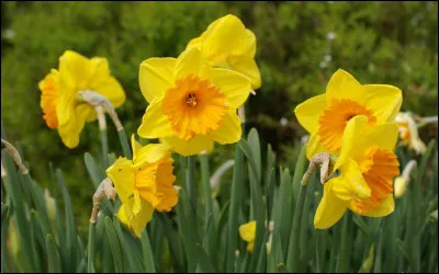 La nature est vivante, alors voici une question sur la nature.Comment s'appelle cette fleur ?