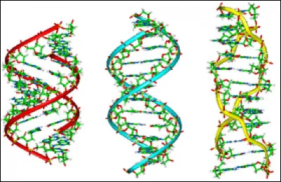 Sous quel nom connaît-on mieux l'acide désoxyribonucléique ?