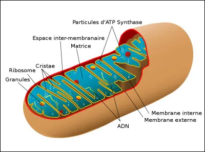 Dans les cellules animales, comment appelle-t-on les organites responsables de la production des protéines ?