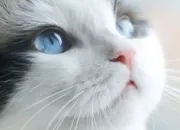 Test Quel genre de chat es-tu ?