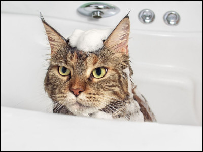 Hop hop hop ! C'est l'heure du bain ! Mais tu n'aimes pas trop l'eau. Que fais-tu ?