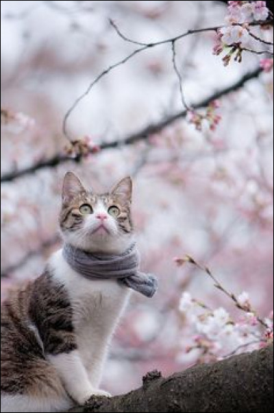 Si tu devais aller en voyage, où irais-tu ?