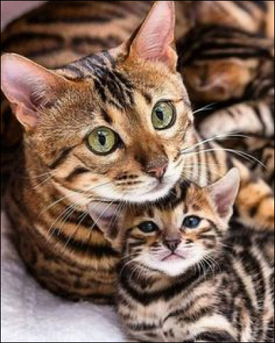 Si tu devais avoir des bébés, ils seraient :