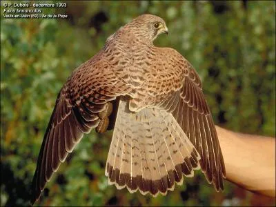Ce faucon crcerelle est :
