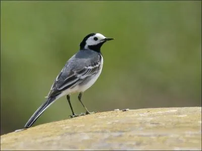 Quel est cet oiseau ?