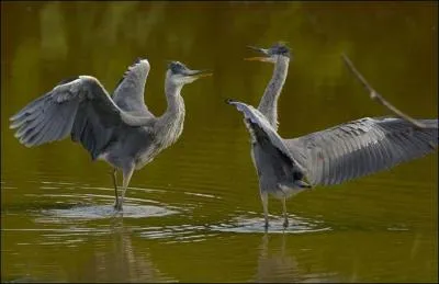 Ces oiseaux sont des :