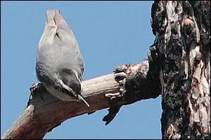 Cet oiseau est endmique de