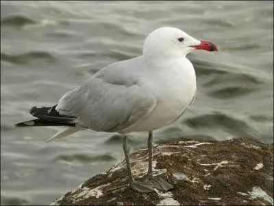 Quel est cet oiseau ?