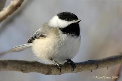 Quel est cet oiseau ?