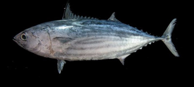 Quel est ce thon de petite taille (80cm) reconnaissable aux quatre ou six rayures que comporte son ventre ?
