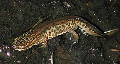 Quel est ce petit amphibien à queue qui vit à la fois en milieu aquatique et sur la terre ferme ?