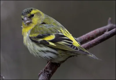 Quel est cet oiseau, un petit passereau trapu au plumage verdâtre avec des ailes noires ?