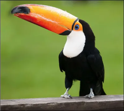 Quel est cet oiseau grimpeur caractérisé par un bec surdimensionné et coloré vivant dans les forêts amazoniennes ?