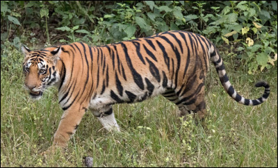 Quel est ce félin, la race de tigre la plus connue, vivant surtout en Inde ?