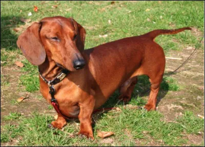 Quelle est cette race de basset originaire d'Allemagne, surnommé "chien-saucisse" ?