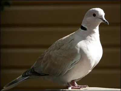 Quel est cette oiseau de la famille des colombidés, identifiable par son roucoulement ?